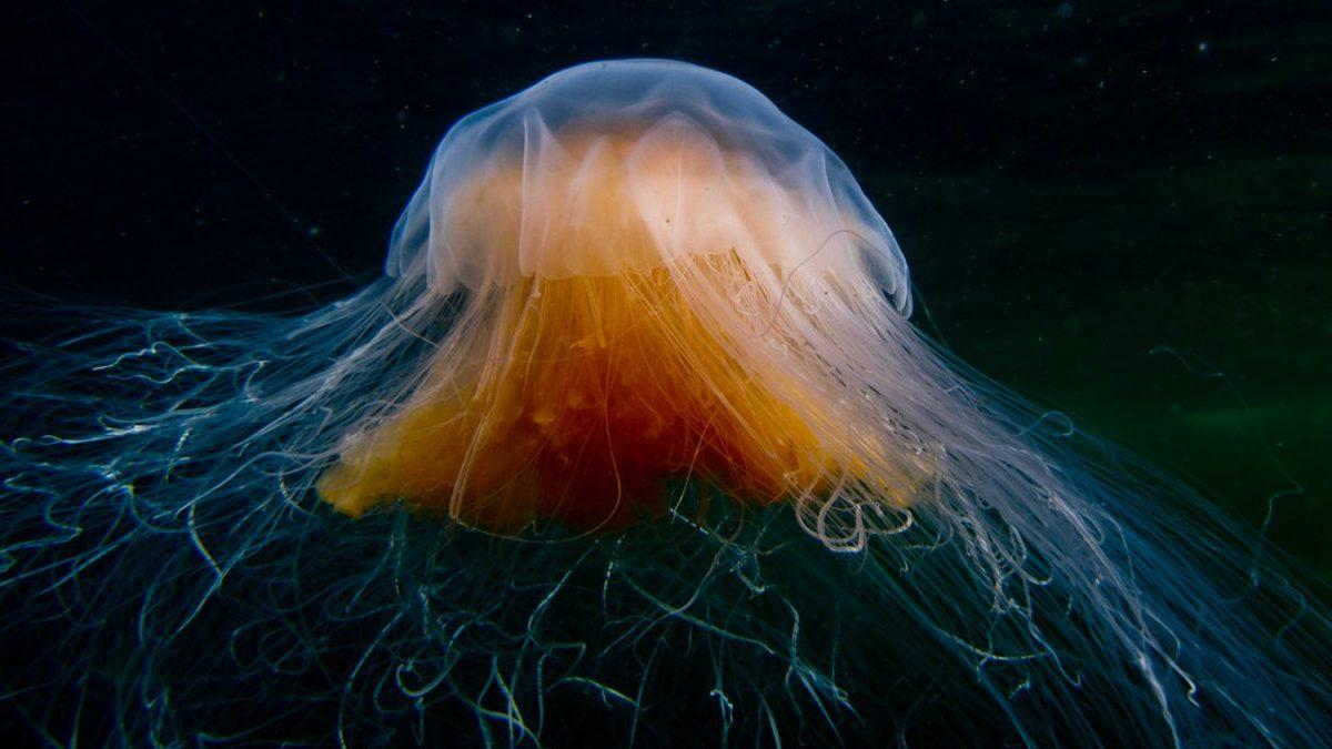 Ölümsüz Bir Türü de Bulunan Denizanalarının Gözleri Var mı? Üstelik Beyinleri Bile Olmamasına Rağmen!