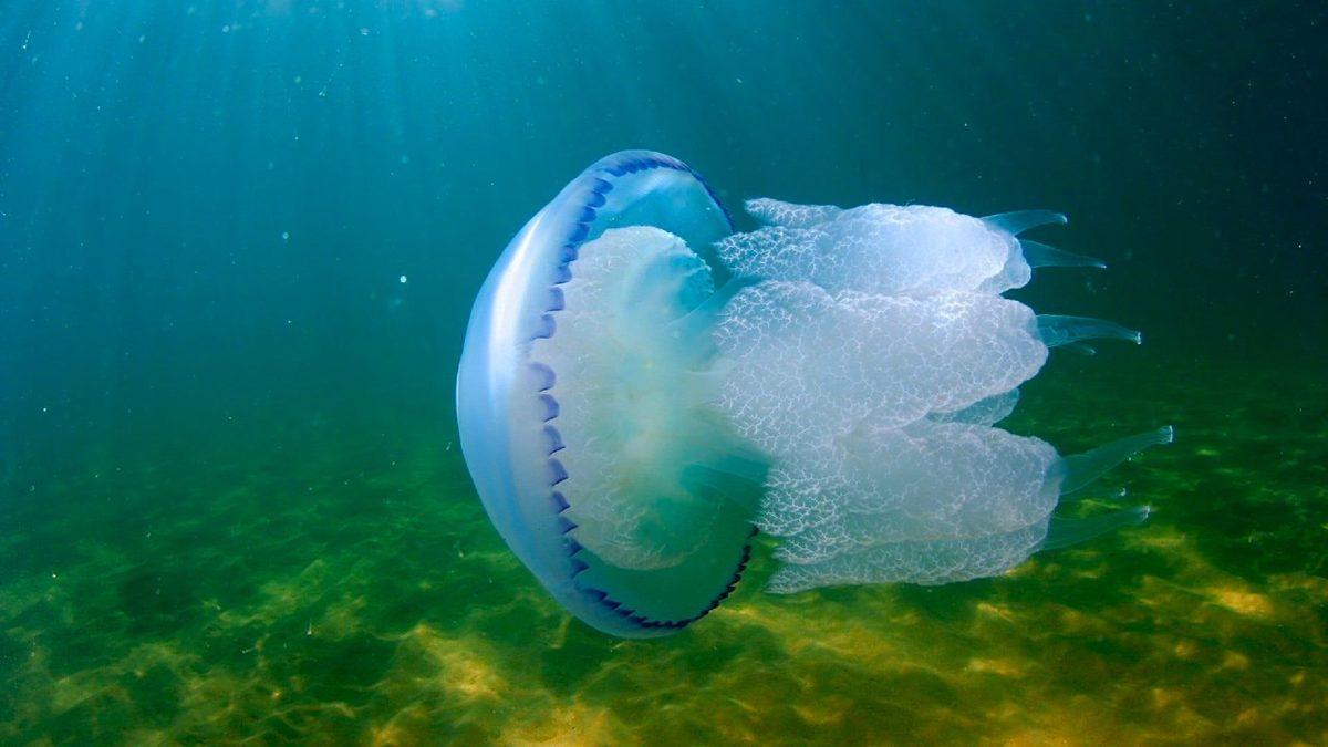 Ölümsüz Bir Türü de Bulunan Denizanalarının Gözleri Var mı? Üstelik Beyinleri Bile Olmamasına Rağmen!