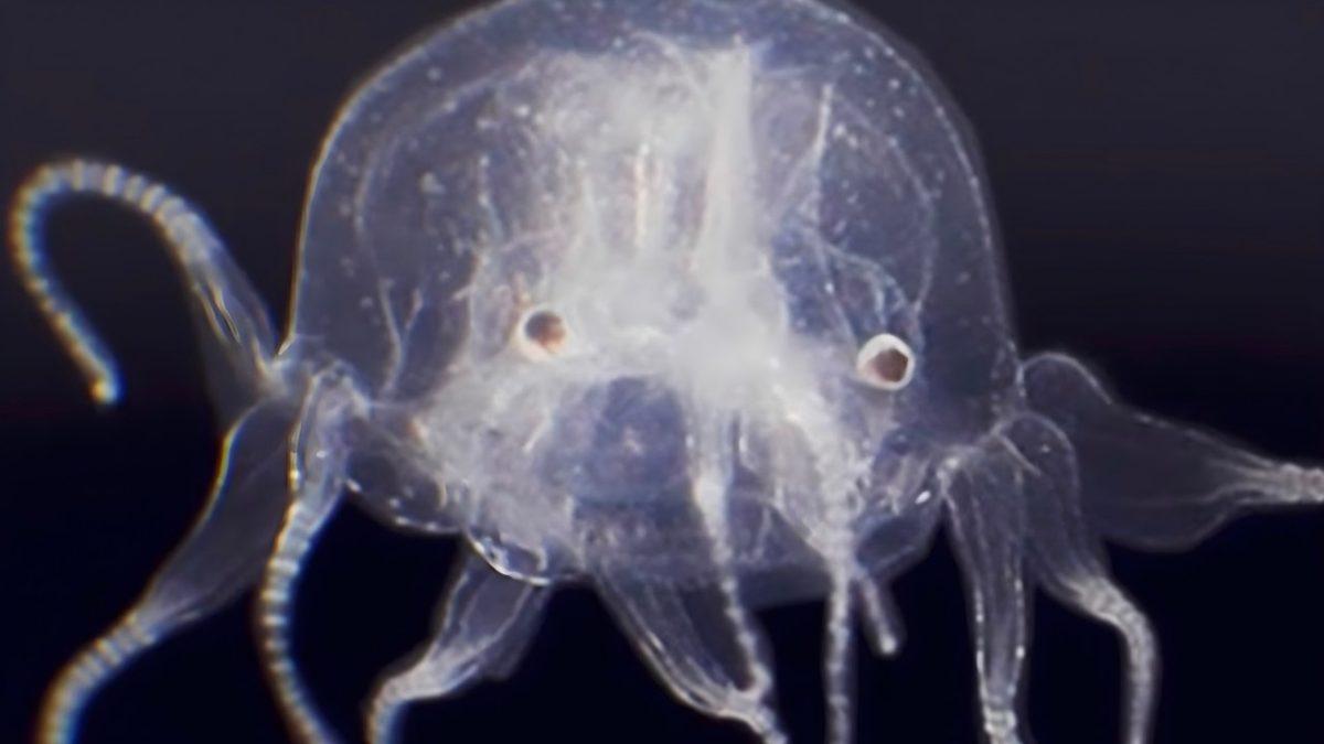 Ölümsüz Bir Türü de Bulunan Denizanalarının Gözleri Var mı? Üstelik Beyinleri Bile Olmamasına Rağmen!