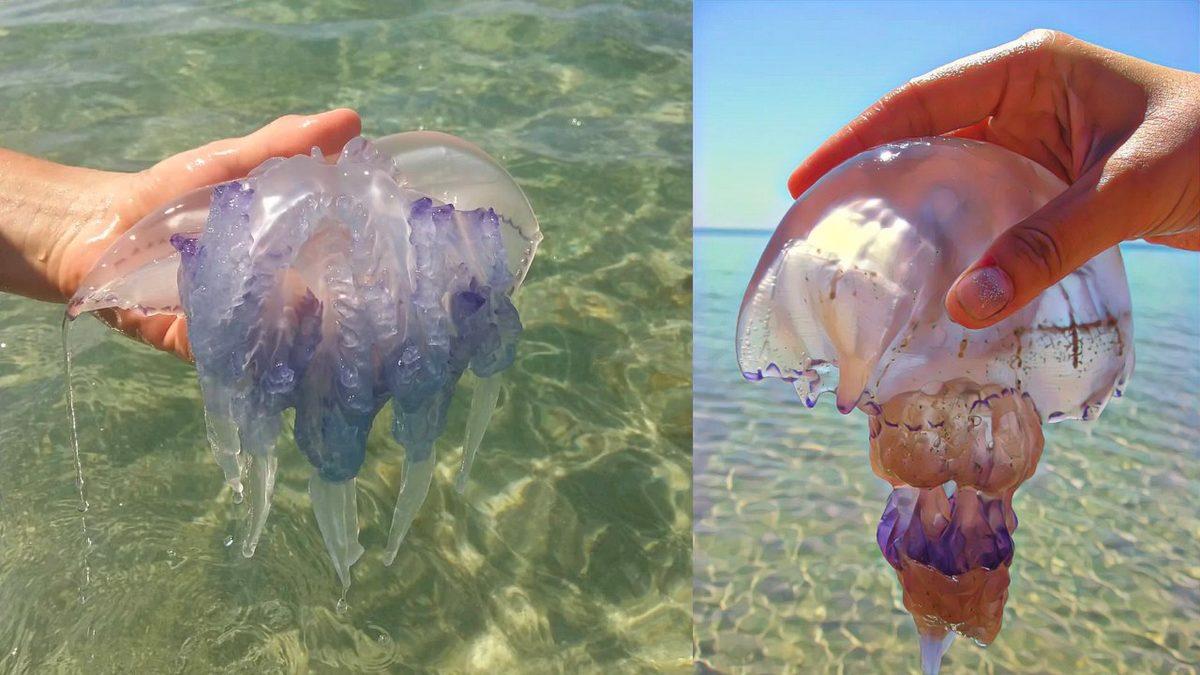 Ölümsüz Bir Türü de Bulunan Denizanalarının Gözleri Var mı? Üstelik Beyinleri Bile Olmamasına Rağmen!