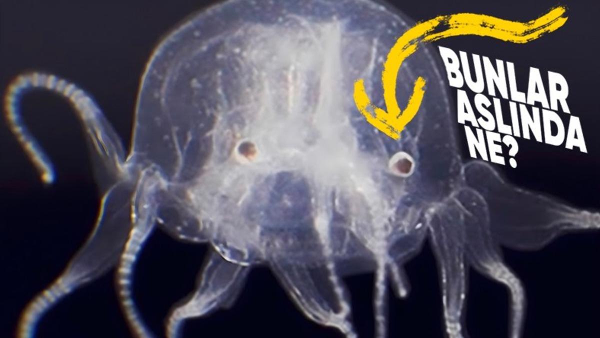 Ölümsüz Bir Türü de Bulunan Denizanalarının Gözleri Var mı? Üstelik Beyinleri Bile Olmamasına Rağmen!