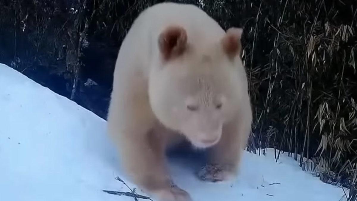 Dünyanın Tek Albino Pandası Görüntülendi! [Video]