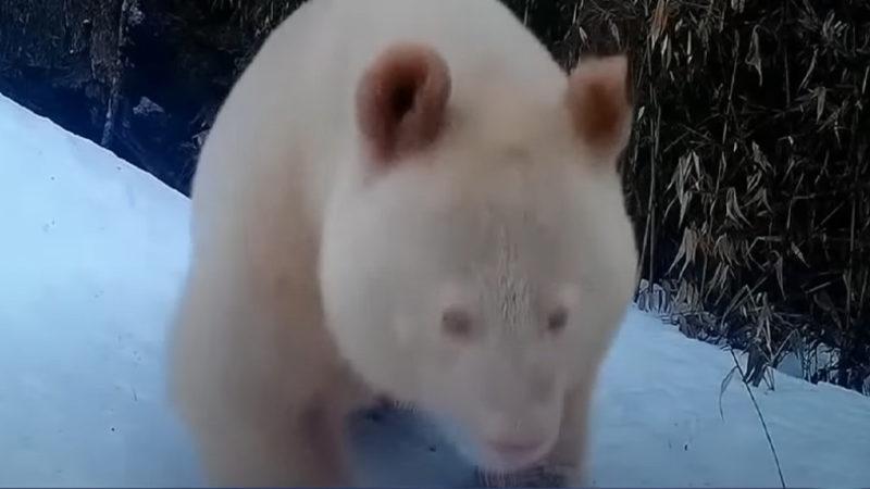 Dünyanın Tek Albino Pandası Görüntülendi! [Video]