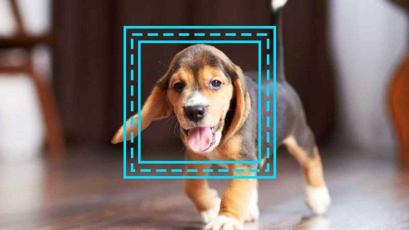 Evcil Hayvanınızın Siz Evde Yokken Neler Yaptığını İzlemek İçin 76 Bin TL Vermek İster misiniz? (Biz İstemeyiz)