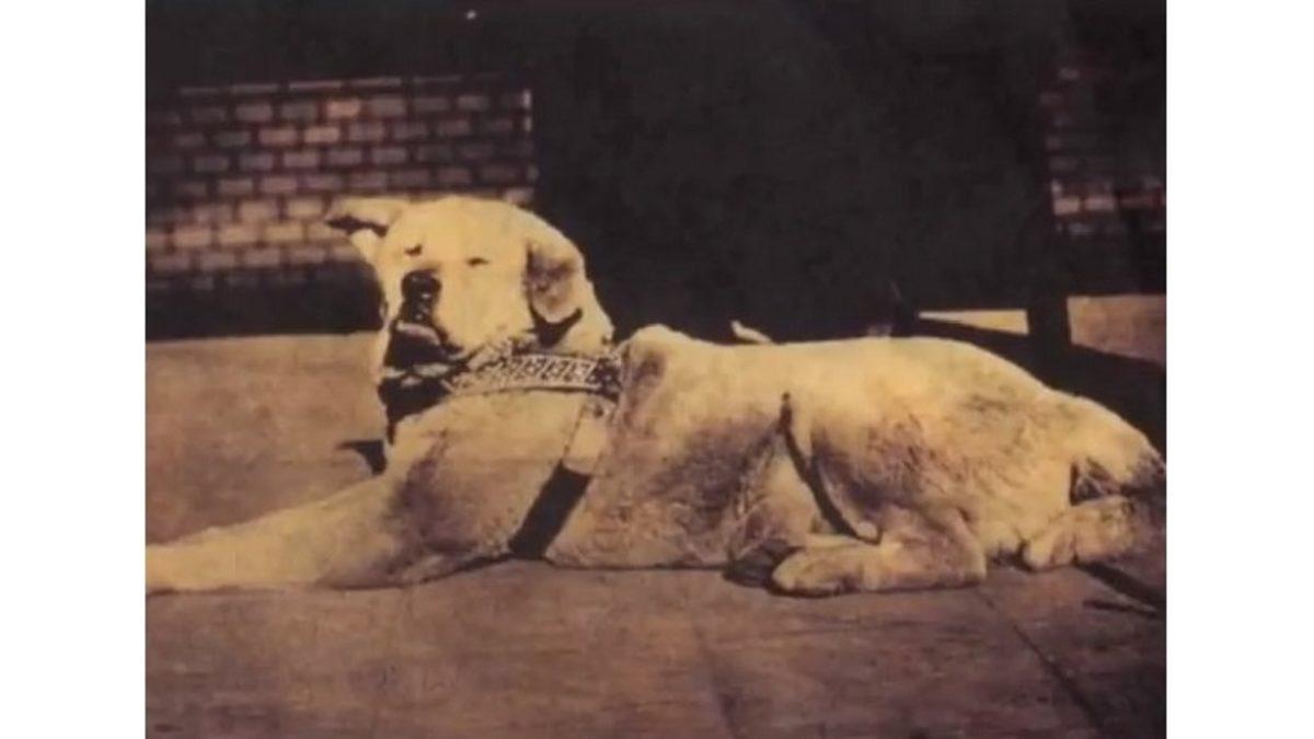 Vefanın Yalnızca İnsana Özgü Bir Duygu Olmadığını Gösteren Köpek Hachiko’nun Gerçek Öyküsünü Okuyunca Gözyaşlarınıza Hakim Olamayacaksınız
