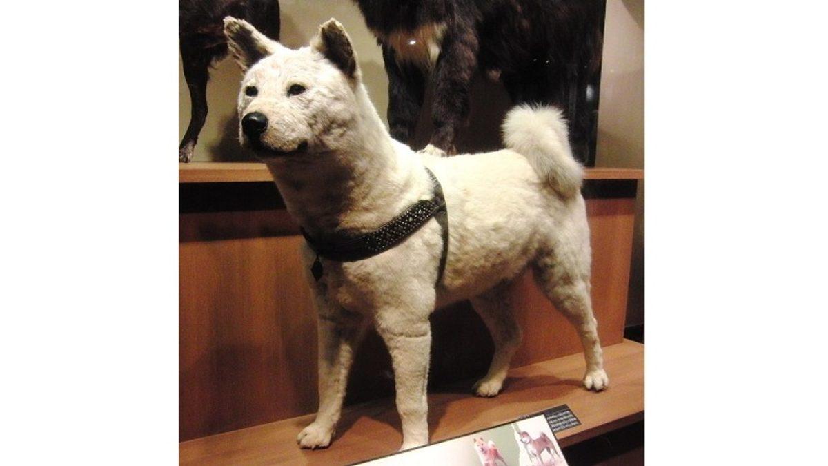 Vefanın Yalnızca İnsana Özgü Bir Duygu Olmadığını Gösteren Köpek Hachiko’nun Gerçek Öyküsünü Okuyunca Gözyaşlarınıza Hakim Olamayacaksınız