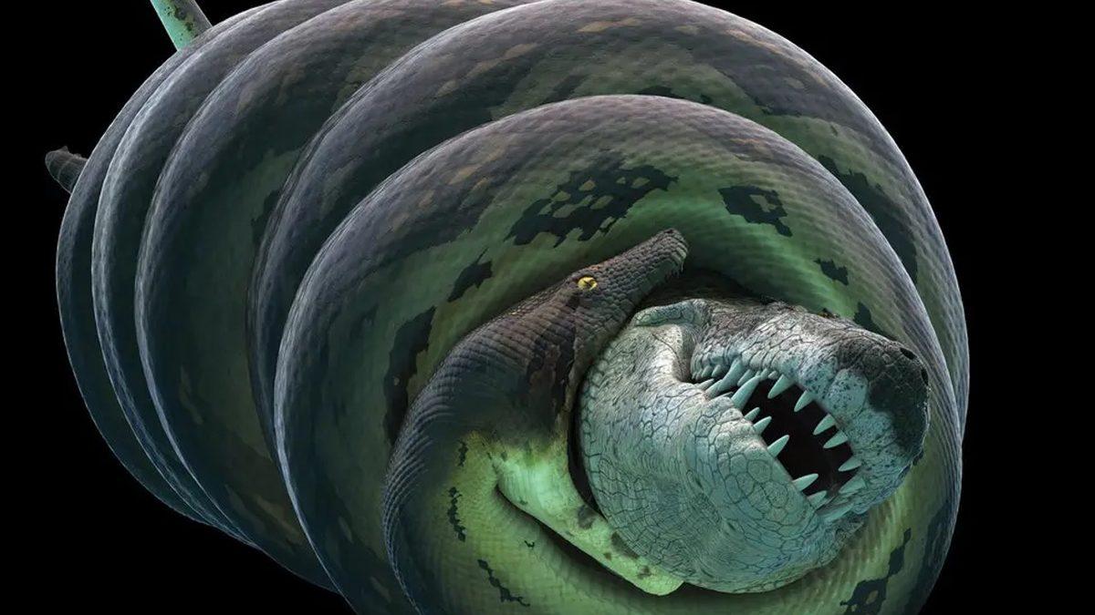 Onu Hayal Etmeniz Bile Ürpermenize Yetiyor: Tek Lokmada Bir İnsanı Yutabilecek Olan Titanoboa Hakkındaki Ürkütücü Gerçekler