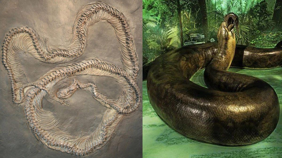Onu Hayal Etmeniz Bile Ürpermenize Yetiyor: Tek Lokmada Bir İnsanı Yutabilecek Olan Titanoboa Hakkındaki Ürkütücü Gerçekler