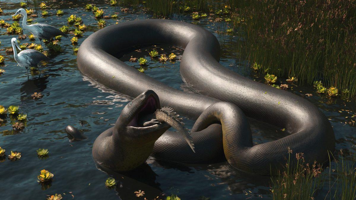 Onu Hayal Etmeniz Bile Ürpermenize Yetiyor: Tek Lokmada Bir İnsanı Yutabilecek Olan Titanoboa Hakkındaki Ürkütücü Gerçekler