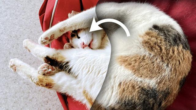 Google Artık Fotoğrafa Özel Düzenleme Önerisi Gösterecek (Ama Önemli Bir Şartla)