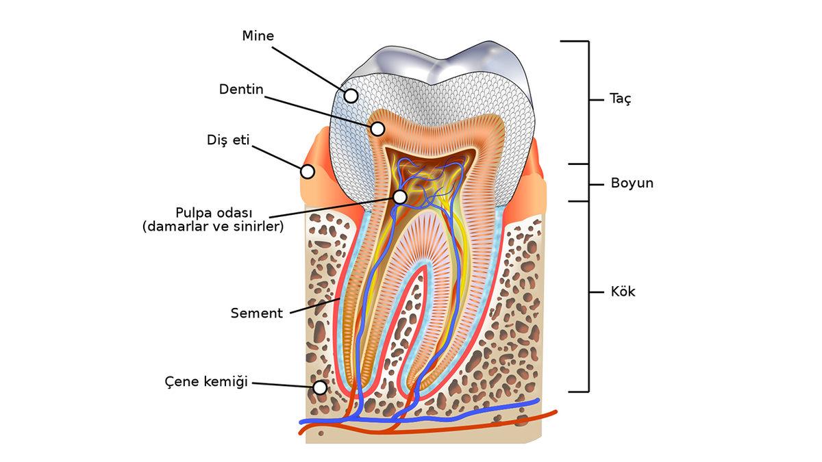 Yaralar, Kemik Kırıkları Kendi Kendine İyileşebilirken Dişler Bu Yetenekten Neden Mahrumdur?