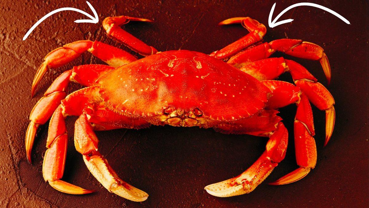 Bilim İnsanlarının Bile Açıklayamadığı Olay: Evrimsel Süreçteki 