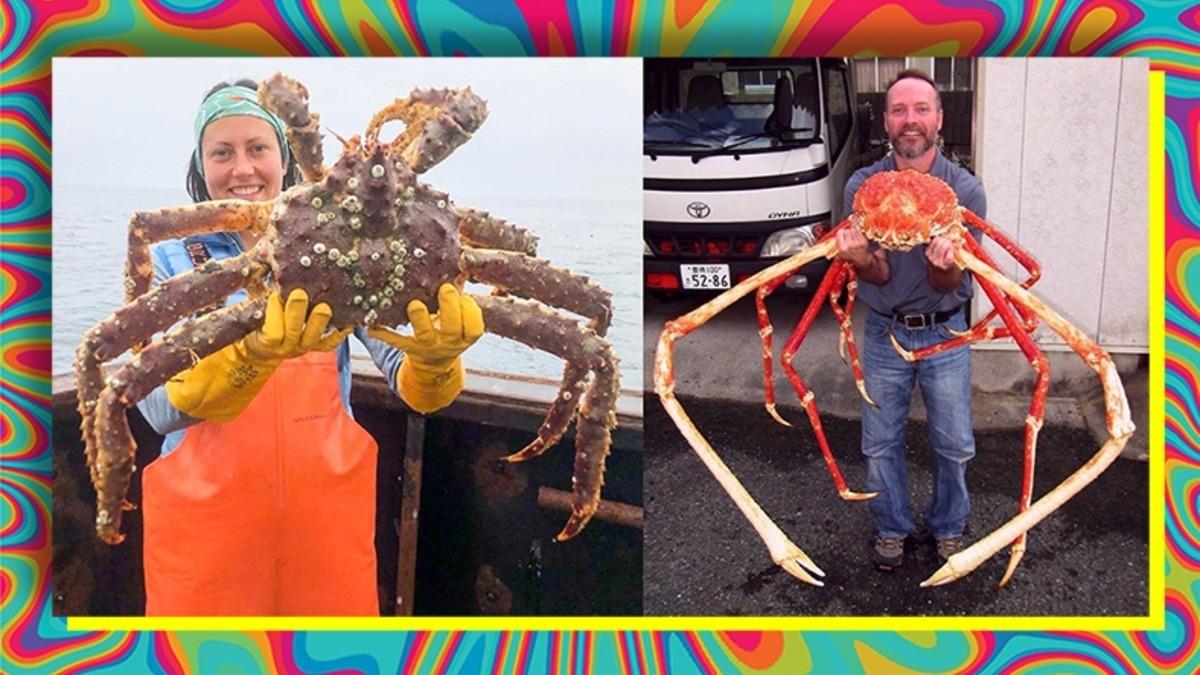 Bilim İnsanlarının Bile Açıklayamadığı Olay: Evrimsel Süreçteki "Bir Şey", Canlılara Yengeç Benzeri Görünüm Kazandırıyor!