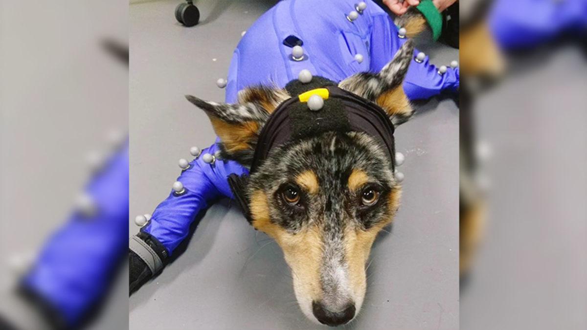 Red Dead: Redemption 2’deki Kampımızın Köpeği Cain’i Canlandıran Einstein Hayatını Kaybetti