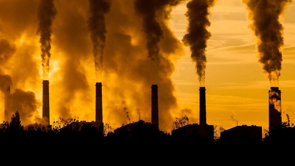 Köpek Saldırılarının Nedeni Hakkında Kritik Araştırma: Gelecekte Daha Fazla Olabilir