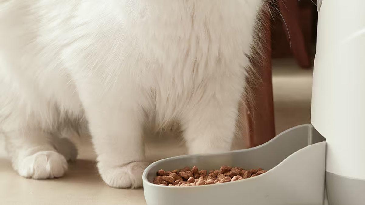 Evcil Hayvan Sahiplerinin En Büyük 3 Sorununu Kökten Çözecek 3 Akıllı Ürün