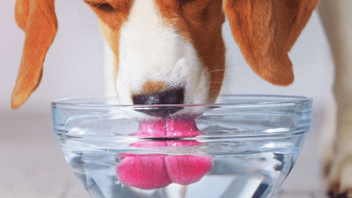 Evcil Hayvan Sahiplerinin En Büyük 3 Sorununu Kökten Çözecek 3 Akıllı Ürün