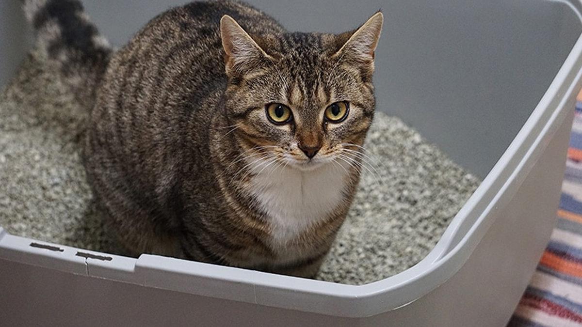 Evcil Hayvan Sahiplerinin En Büyük 3 Sorununu Kökten Çözecek 3 Akıllı Ürün