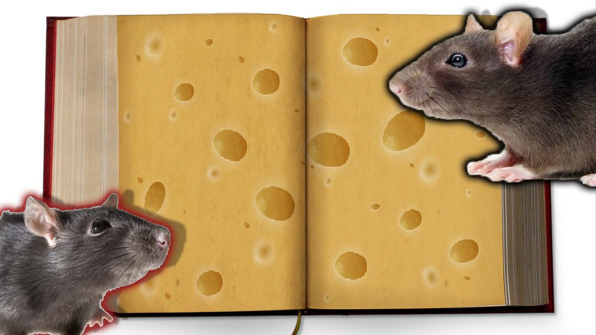 Defter Sayfalarının Solundaki Bu Kırmızı Çizgi Nasıl Ortaya Çıktı? Farelerle Bir İlgisi Var!