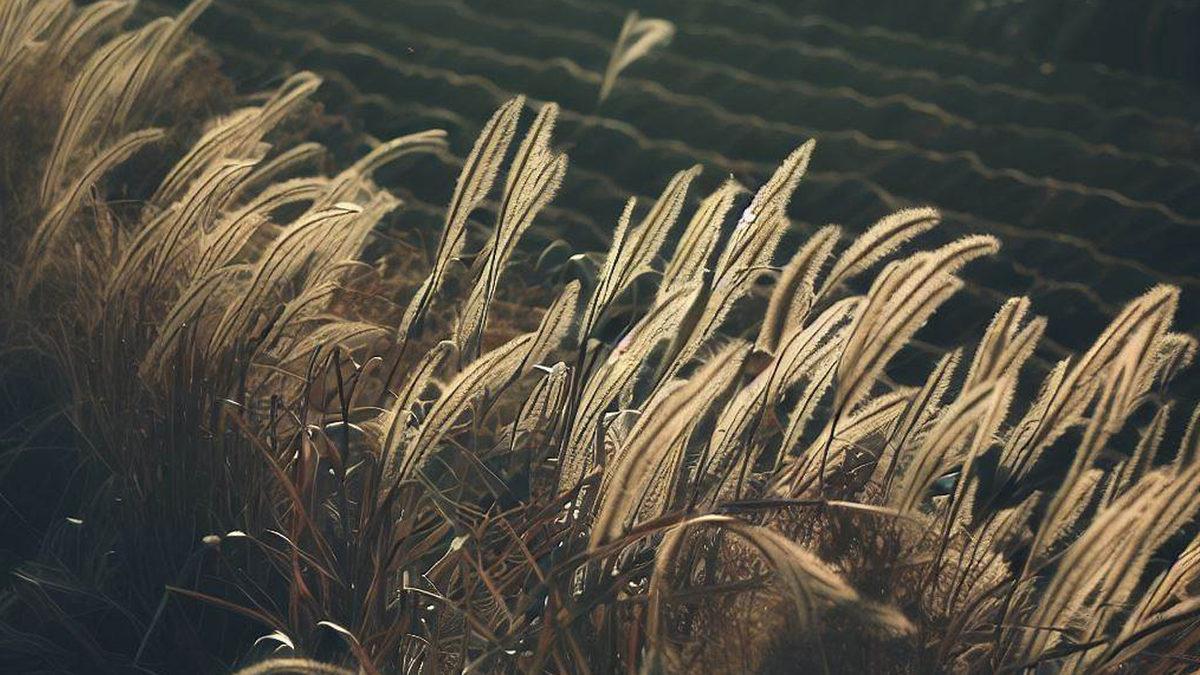 Ağaçlar Madem Çok İyi Oksijen Kaynağı, O Zaman Yapraklarını Döktüklerinde Neden Hâlâ Rahatça Nefes Alabiliyoruz?