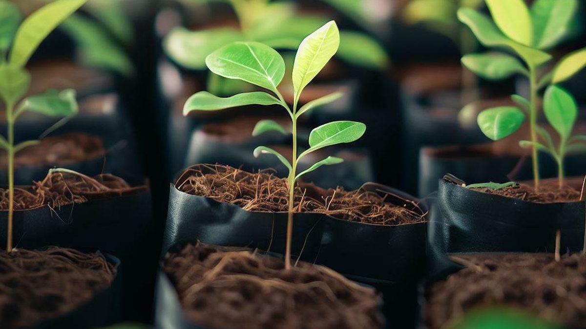 Ağaçlar Madem Çok İyi Oksijen Kaynağı, O Zaman Yapraklarını Döktüklerinde Neden Hâlâ Rahatça Nefes Alabiliyoruz?