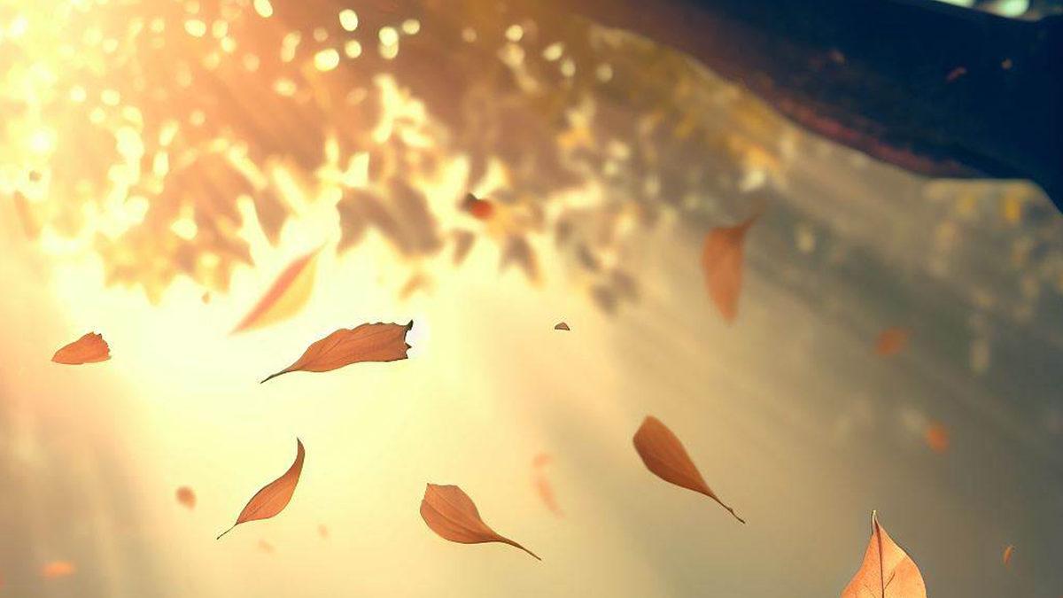 Ağaçlar Madem Çok İyi Oksijen Kaynağı, O Zaman Yapraklarını Döktüklerinde Neden Hâlâ Rahatça Nefes Alabiliyoruz?