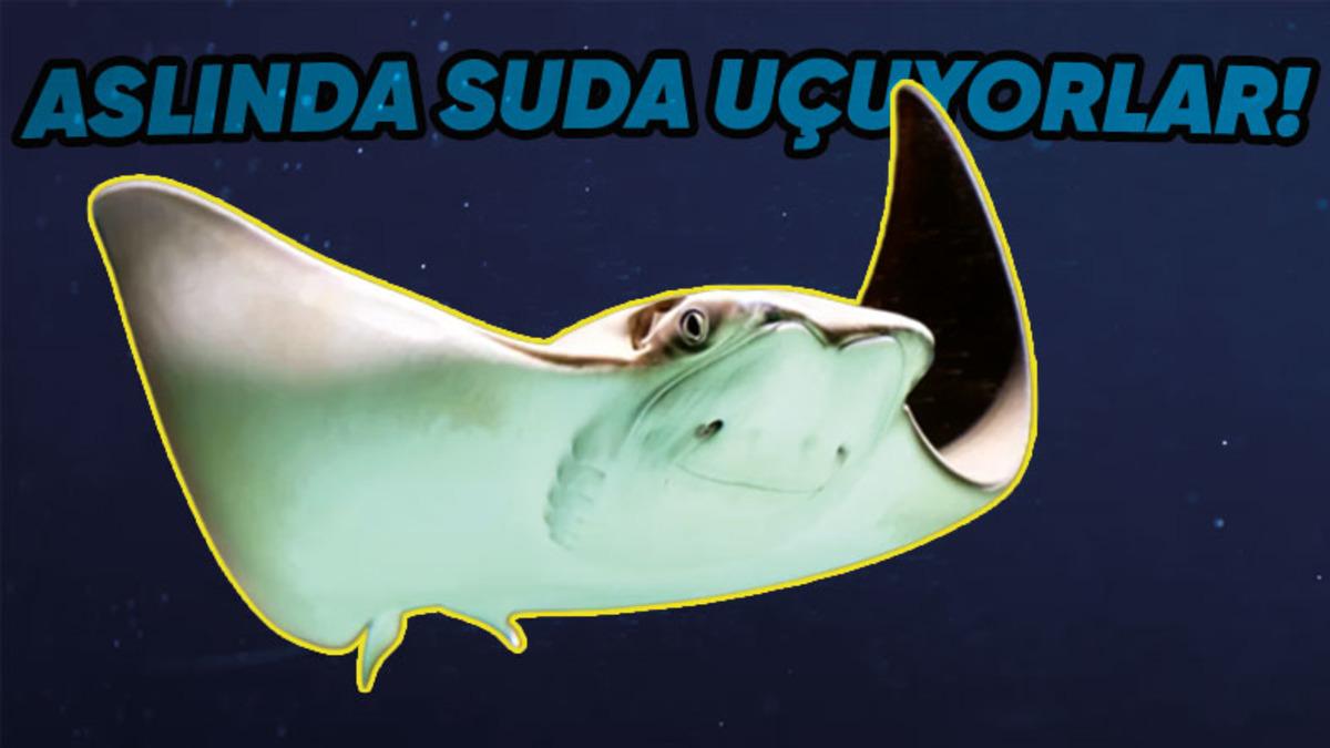 Dinozorlardan Bile Daha Yaşlı Olan Vatoz Balıkları Hakkında İnanmakta Güçlük Çekeceğiniz 9 Gerçek