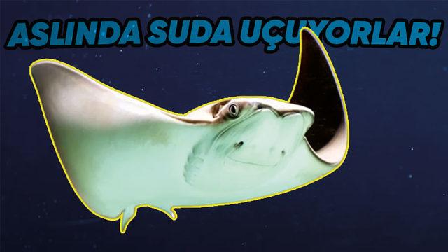 Dinozorlardan Bile Daha Yaşlı Olan Vatoz Balıkları Hakkında İnanmakta Güçlük Çekeceğiniz 9 Gerçek