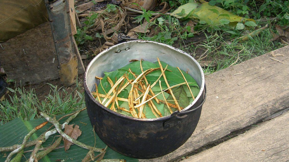 İnkaların Ayinlerinde Öldürülecek Kişinin Rahatlaması İçin Kullandıkları Doğal Halüsinojenik Madde: Ayahuasca