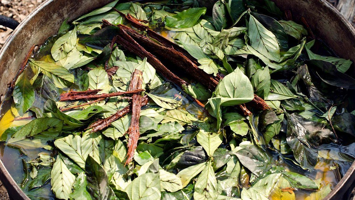 İnkaların Ayinlerinde Öldürülecek Kişinin Rahatlaması İçin Kullandıkları Doğal Halüsinojenik Madde: Ayahuasca