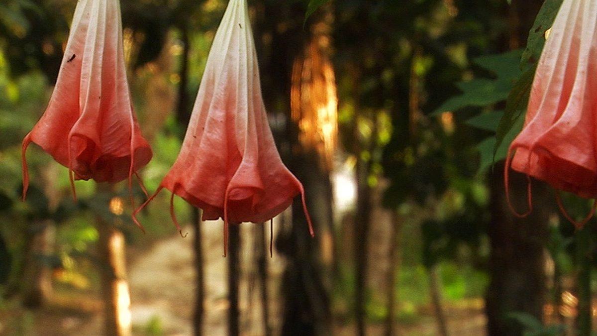 İnkaların Ayinlerinde Öldürülecek Kişinin Rahatlaması İçin Kullandıkları Doğal Halüsinojenik Madde: Ayahuasca