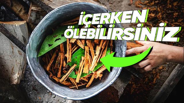 İnkaların Ayinlerinde Öldürülecek Kişinin Rahatlaması İçin Kullandıkları Doğal Halüsinojenik Madde: Ayahuasca