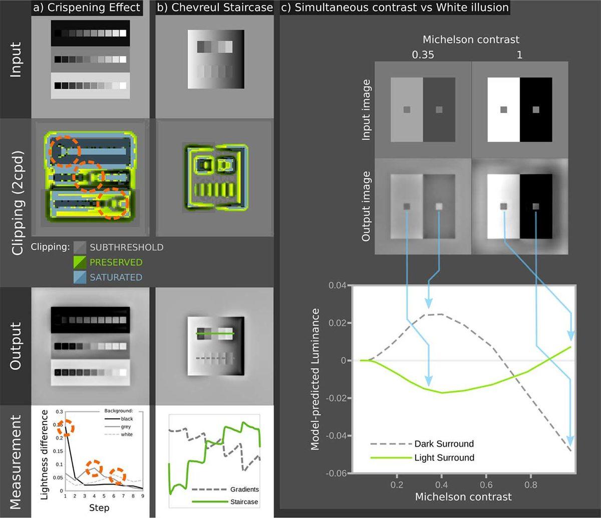 Gözünüzün Bu İllüzyona Neden Kandığı Bilimsel Olarak Açıklandı: Evrim!