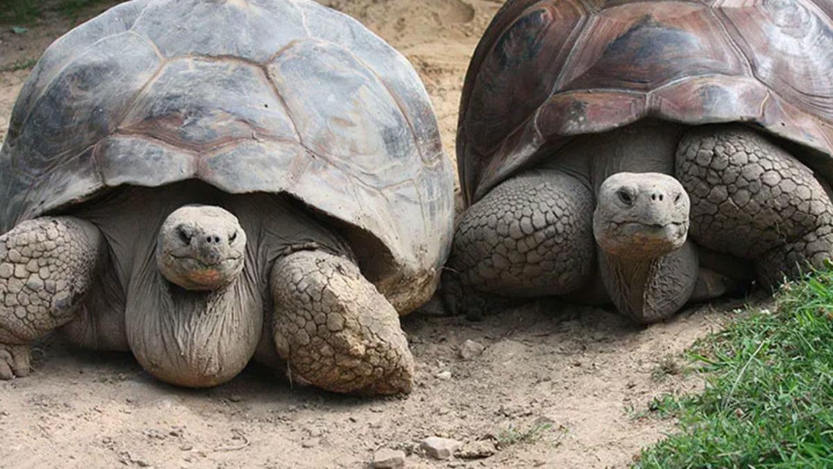 Canlıların Ortalama Ömrünü Belirleyen Şey Nedir? Mesela Neden İnsanlar Kedilerden Daha Uzun Yaşar?