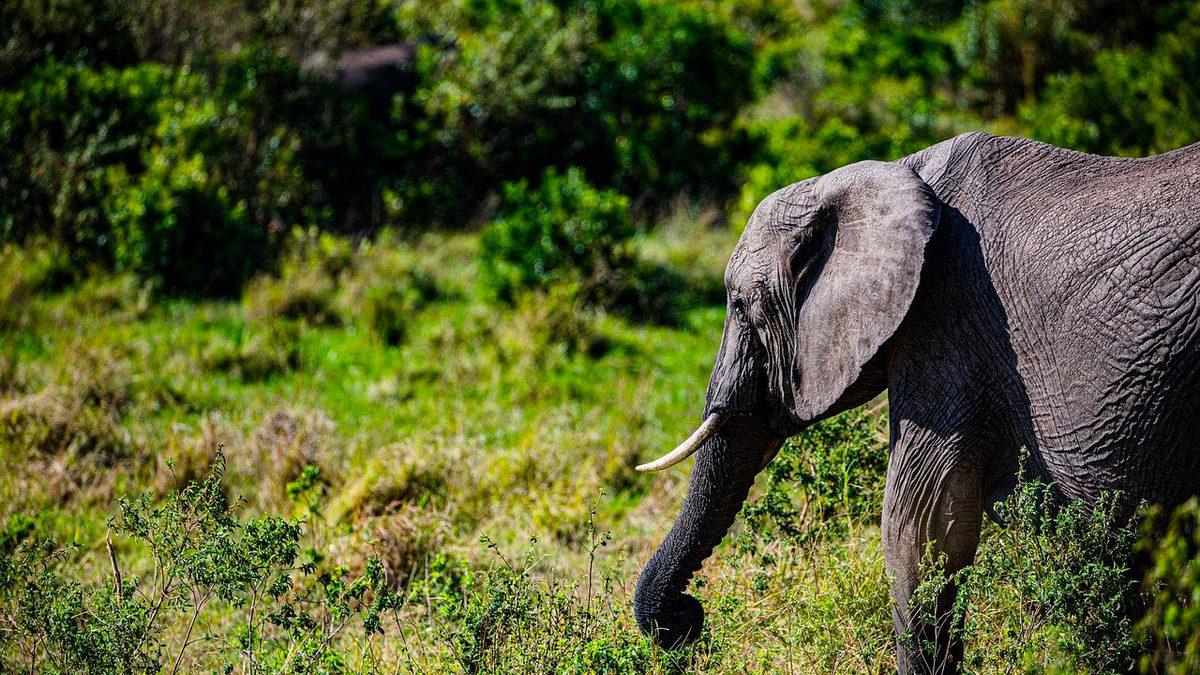 Canlıların Ortalama Ömrünü Belirleyen Şey Nedir? Mesela Neden İnsanlar Kedilerden Daha Uzun Yaşar?