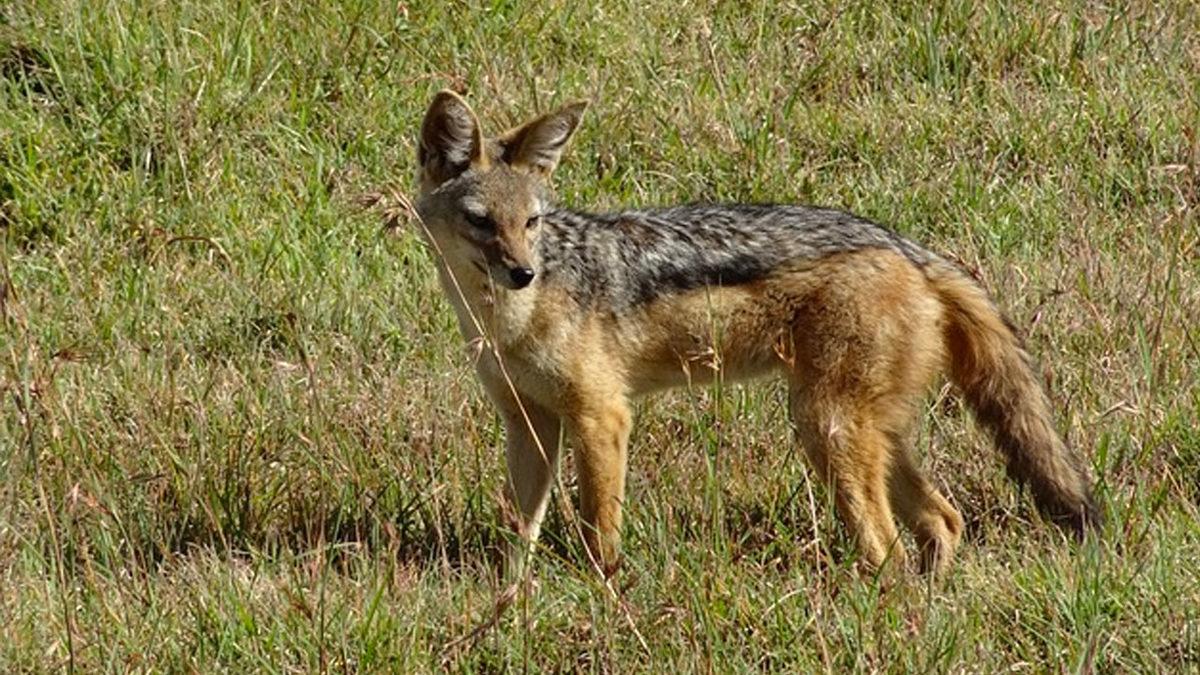 Canlıların Ortalama Ömrünü Belirleyen Şey Nedir? Mesela Neden İnsanlar Kedilerden Daha Uzun Yaşar?