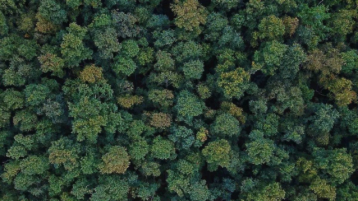Yangın Riski Taşıyan Orman Alanlarına Girişler 31 Ekim’e Kadar Yasaklandı!