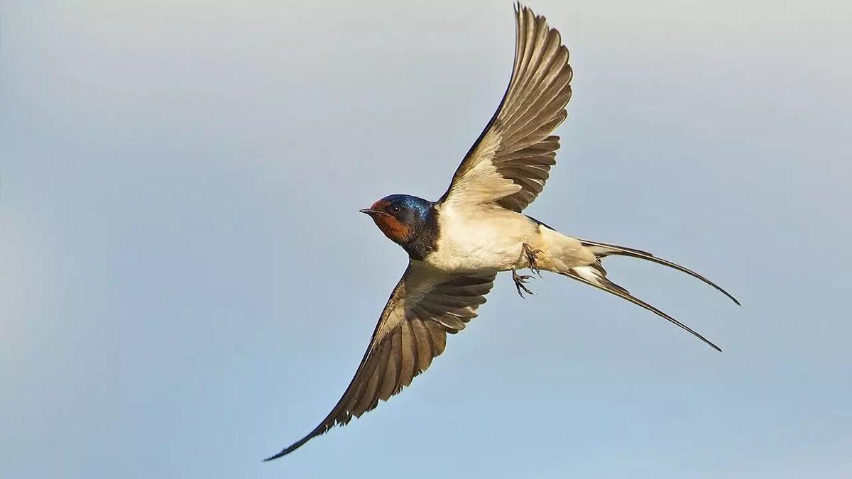 Kırlangıçlar Hakkında 10 Enteresan Bilgi: Türk Kültürü İçin Neden Kutsal Bir Hayvan?