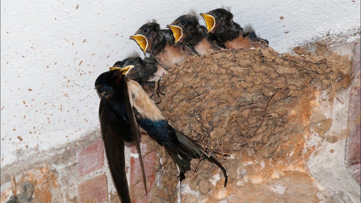 Kırlangıçlar Hakkında 10 Enteresan Bilgi: Türk Kültürü İçin Neden Kutsal Bir Hayvan?