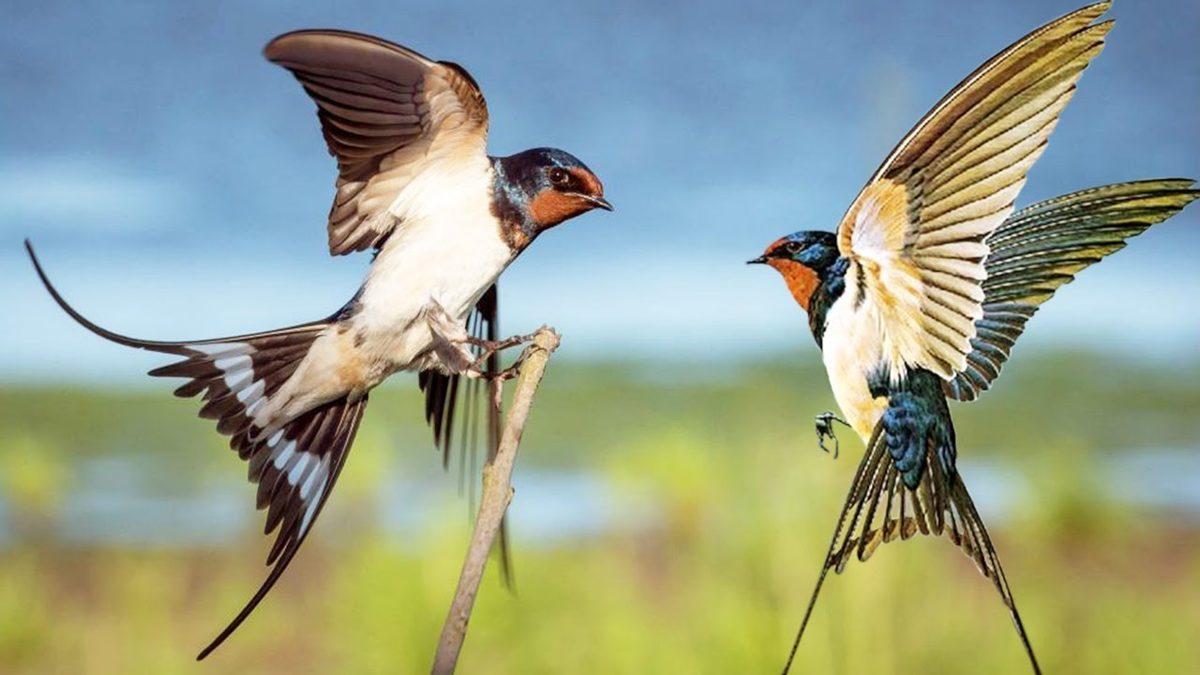 Kırlangıçlar Hakkında 10 Enteresan Bilgi: Türk Kültürü İçin Neden Kutsal Bir Hayvan?