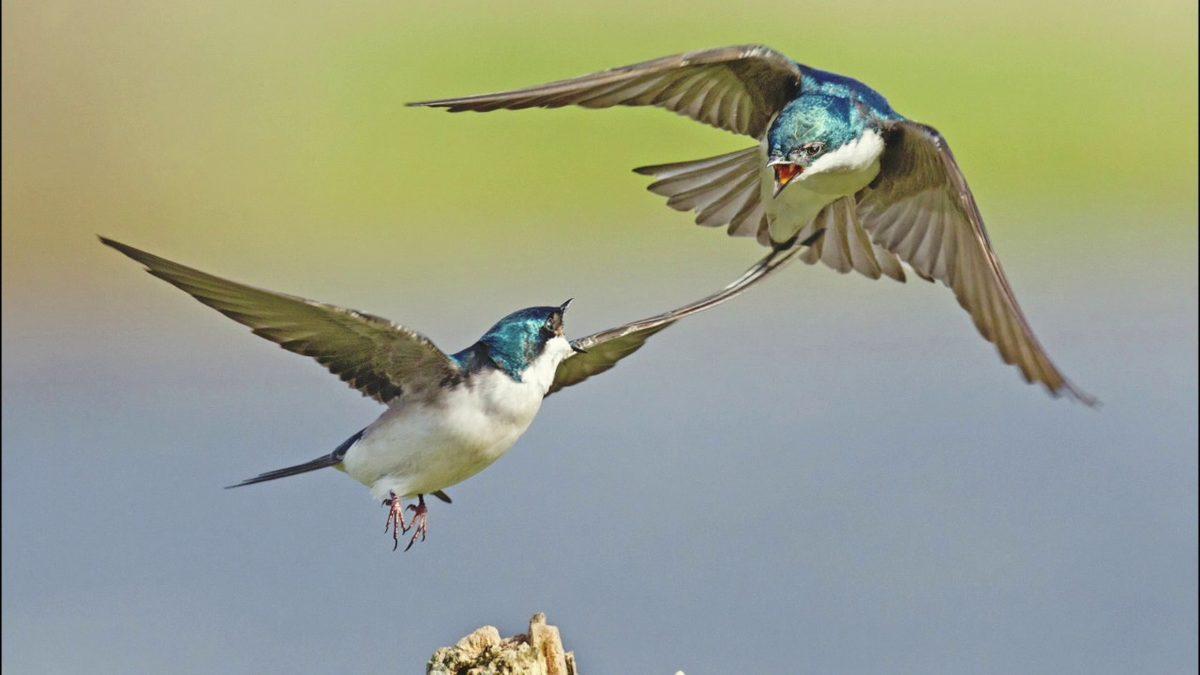 Kırlangıçlar Hakkında 10 Enteresan Bilgi: Türk Kültürü İçin Neden Kutsal Bir Hayvan?