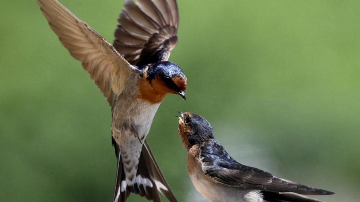 Kırlangıçlar Hakkında 10 Enteresan Bilgi: Türk Kültürü İçin Neden Kutsal Bir Hayvan?