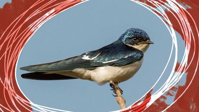 Kırlangıçlar Hakkında 10 Enteresan Bilgi: Türk Kültürü İçin Neden Kutsal Bir Hayvan?