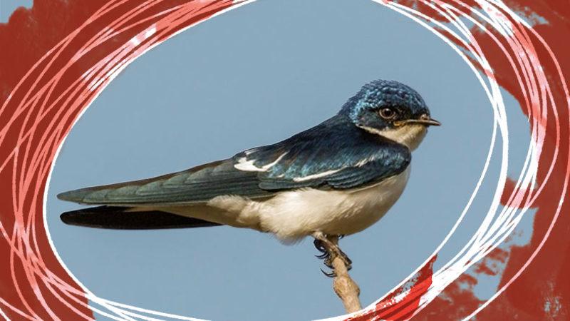 Kırlangıçlar Hakkında 10 Enteresan Bilgi: Türk Kültürü İçin Neden Kutsal Bir Hayvan?