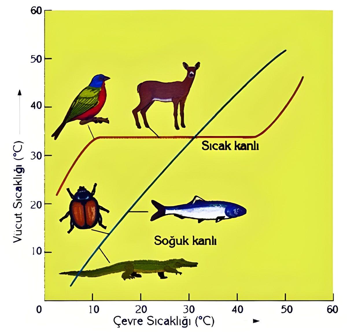 Biz İnsanlar da Sürüngenler Gibi Soğukkanlı Olsaydık Nolurdu?