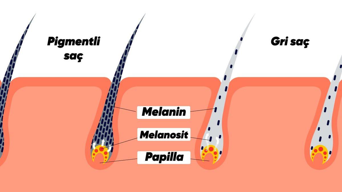 “Ben Küçükken Sarışınmışım” Diyenler Toplansın: Saç Rengimizi Zamanla Koyulaştıran Şey Aslında Ne?