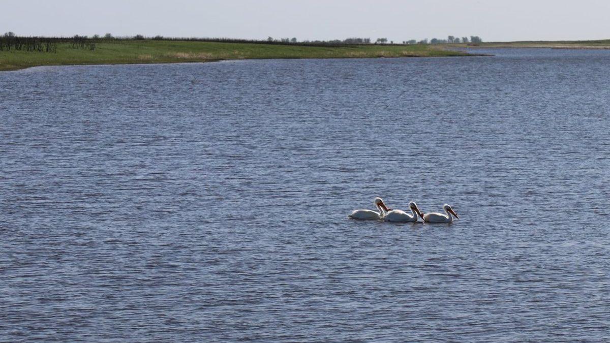 Bu Köprünün Düz Yerine Dairesel Yapılması Mantıksız mı, Yoksa Zekice Bir Sebebi Var mı?