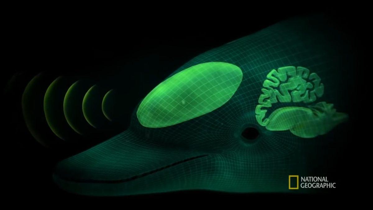 Köpek Balıkları, Yunuslardan Neden Bu Kadar Çok Korkarlar? Cevabı Sandığınız Kadar Basit Değil!