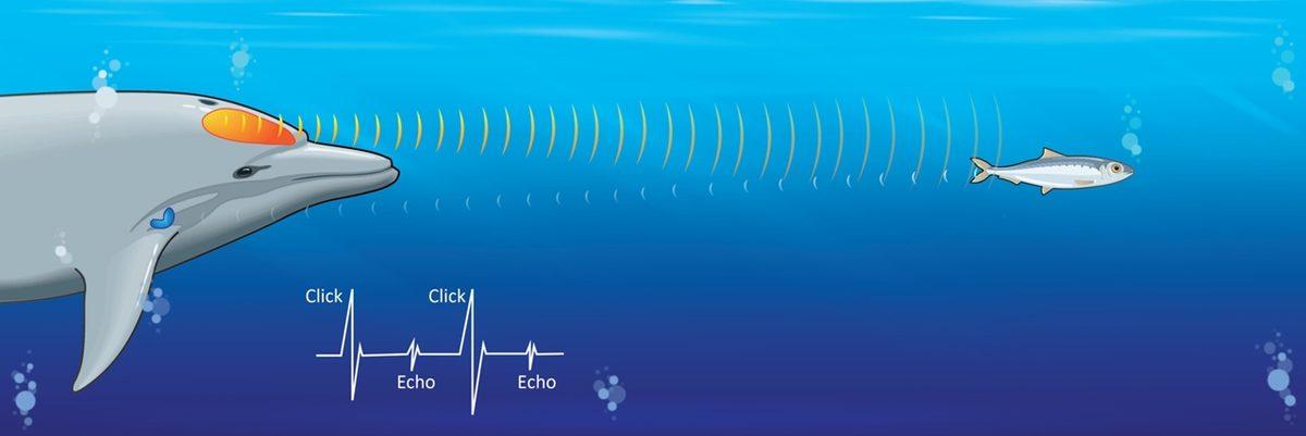 Köpek Balıkları, Yunuslardan Neden Bu Kadar Çok Korkarlar? Cevabı Sandığınız Kadar Basit Değil!