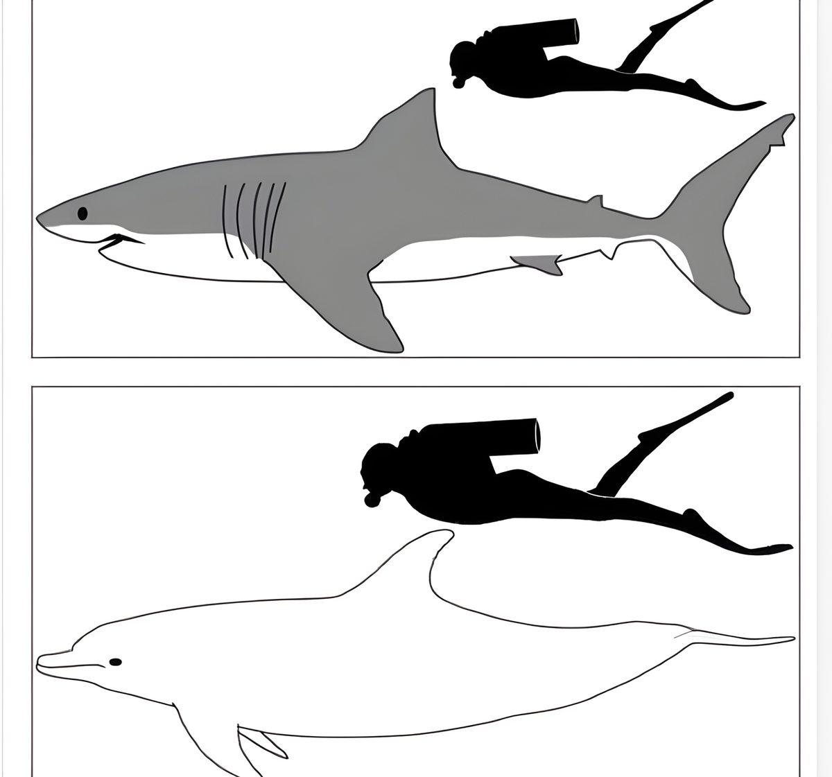Köpek Balıkları, Yunuslardan Neden Bu Kadar Çok Korkarlar? Cevabı Sandığınız Kadar Basit Değil!